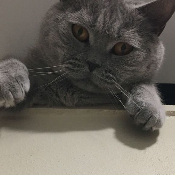 Meet your Posher, Kate - Picture 1 of 1